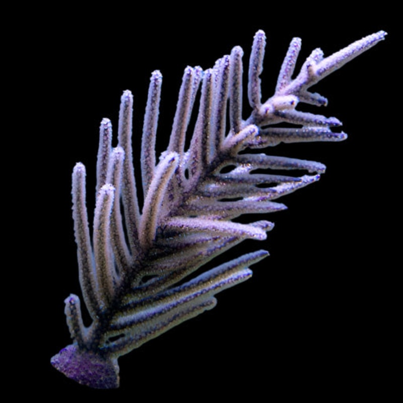 Purple Sea Plume - Muriceopsis flavida | Gorgone lgante et Ondulante pour Aquarium Rcifal