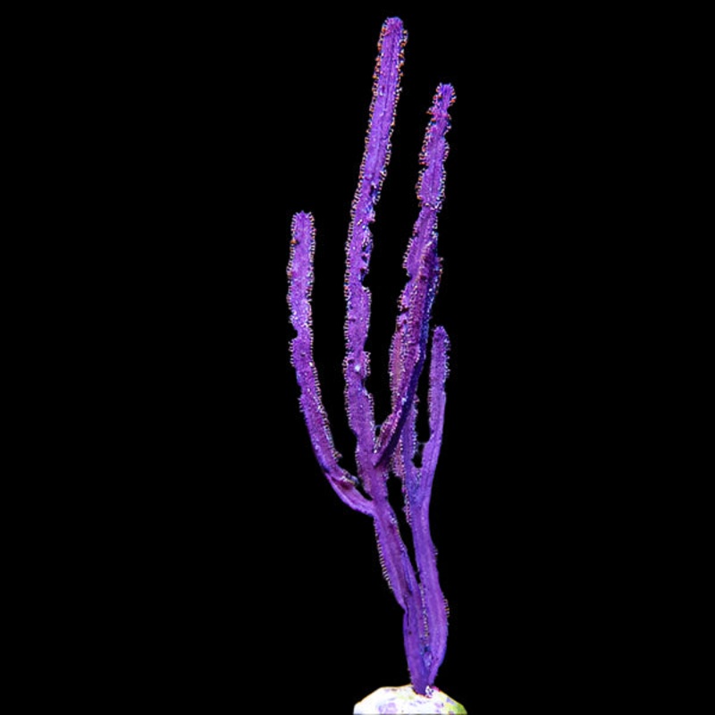 Purple Sea Whip - Pterogorgia guadalupensis | Gorgone lgante pour Aquarium Rcifal