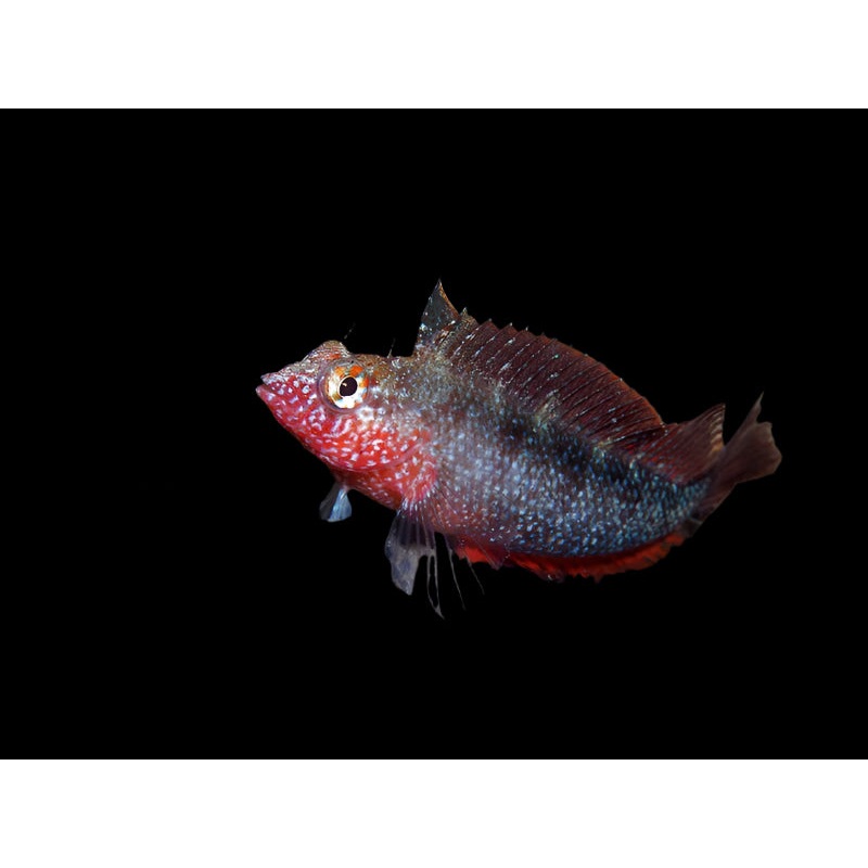 Rosey Blenny (malacoctenus macropus)