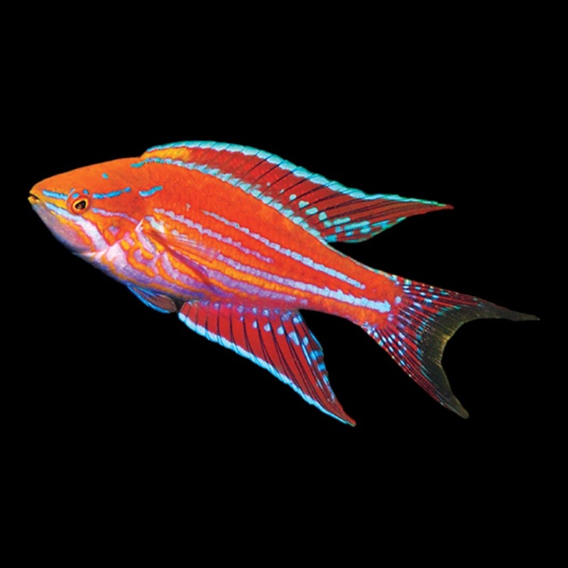 Royal Flasher Wrasse (Paracheilinus angulatus)
