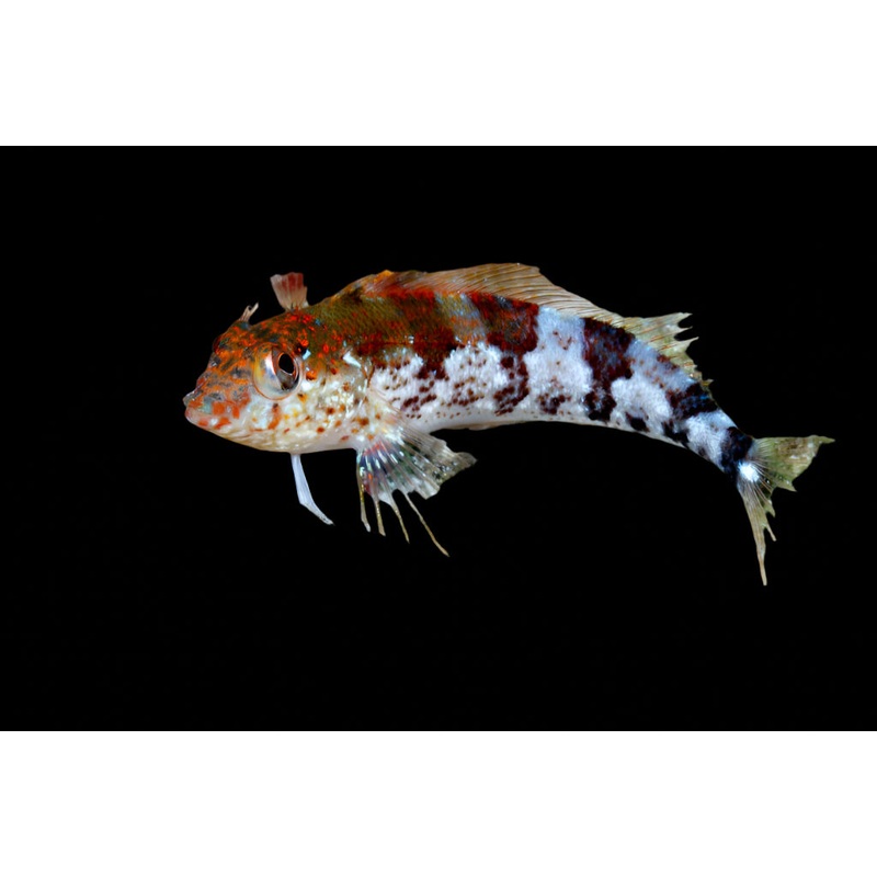 Saddle Blenny ( malacoctenus triangulatus )