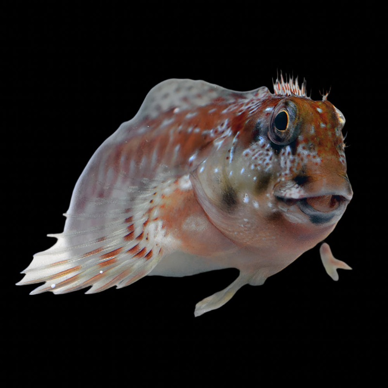 Scartella cristata (Molly Miller Blenny) | Blennie Nettoyeur et Contrleur dAlgues pour Aquarium Marin