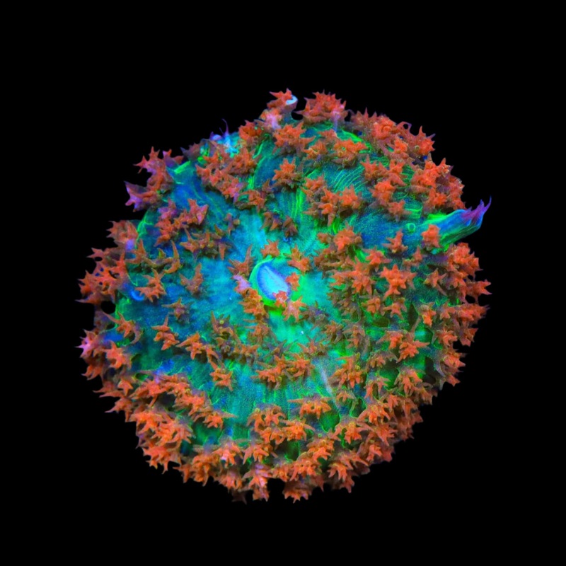 Tangerine Saint Thomas Mushroom Coral | Corail Champignon Lumineux et Facile dEntretien