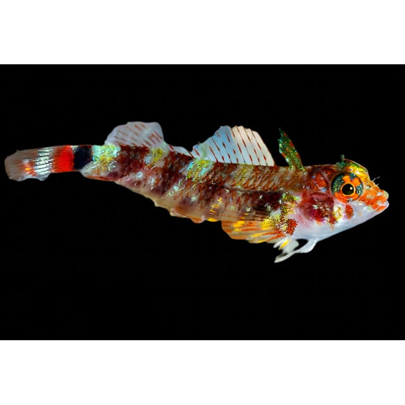 Triplefin Blenny ( enneanectes altivelis )