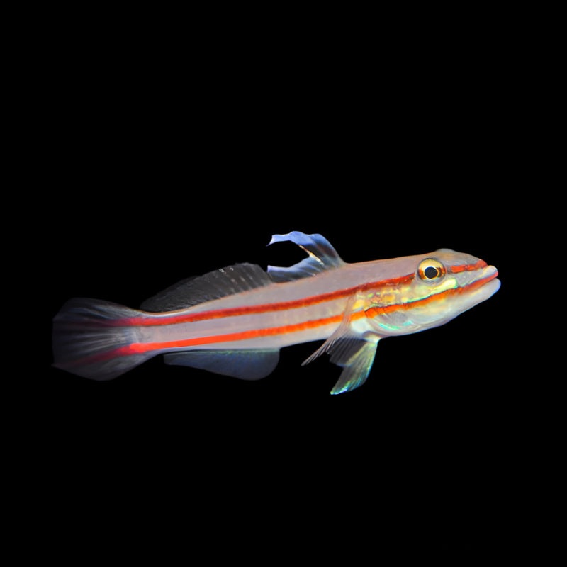 Two Stripe Sleeper Goby ( Valenciennea helsdingenii )