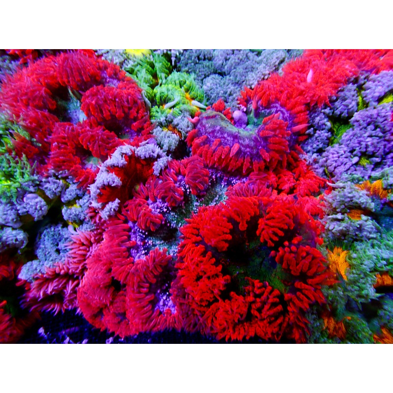 Ultra Rock Flower Anemone - Phymanthus crucifer | Anmone Colore et Facile  Maintenir en Aquarium Rcifal
