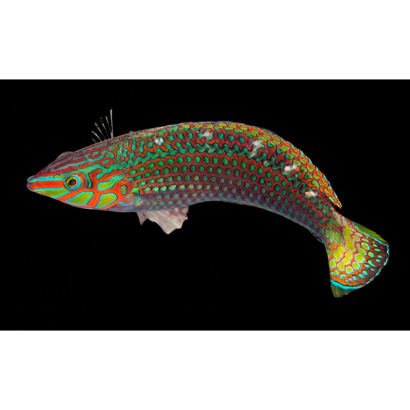 Argus Wrasse (halichoeres argus)