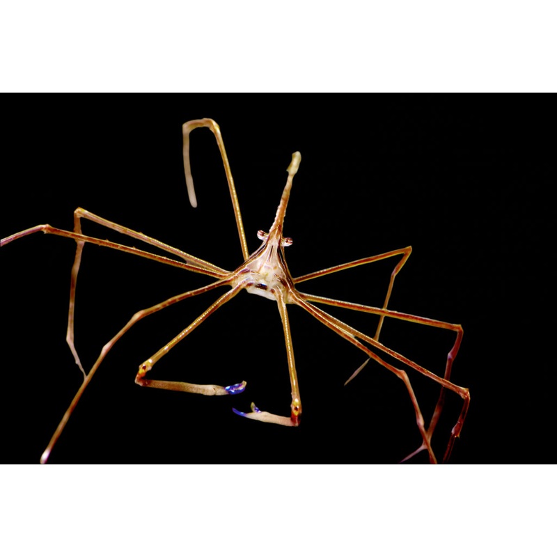 Arrow crab Stenorhynchus seticornis
