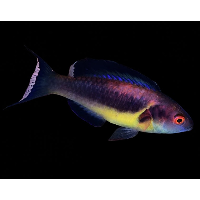Brunneus Fairy Wrasse (Cirrhilabrus Brunneus) Male