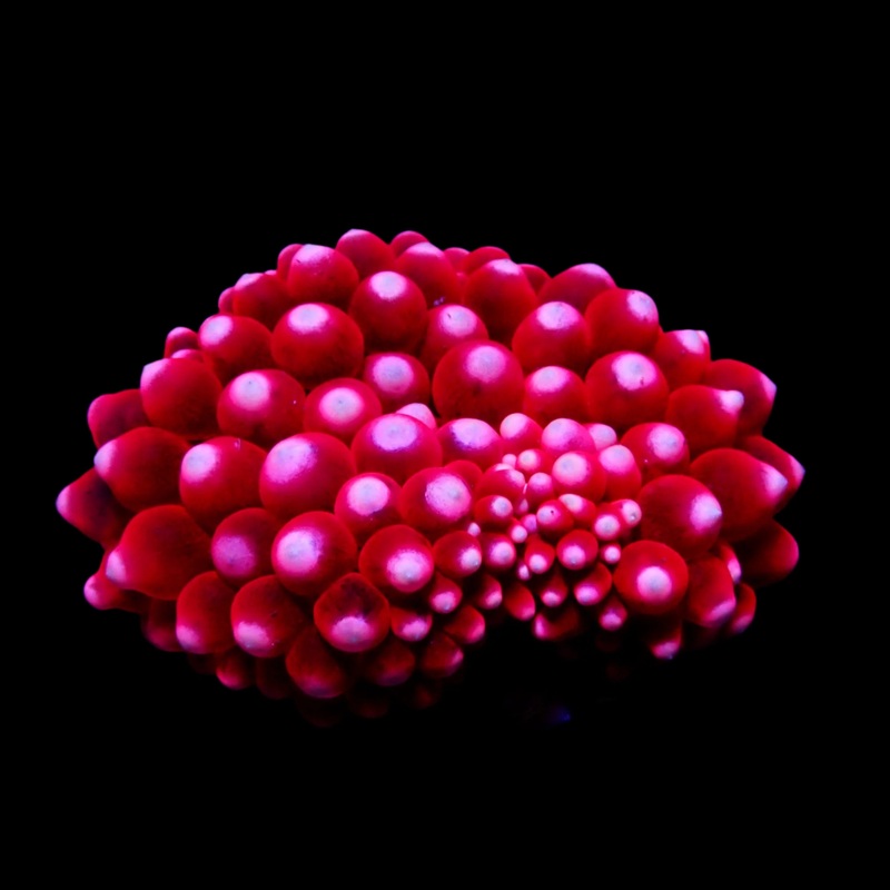 Cherry Puffs Anemone