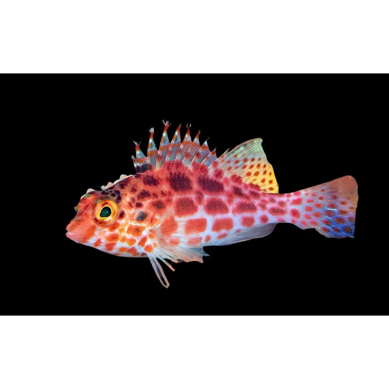 Coral Hawkfish Cirrhitichthys Oxycephalus