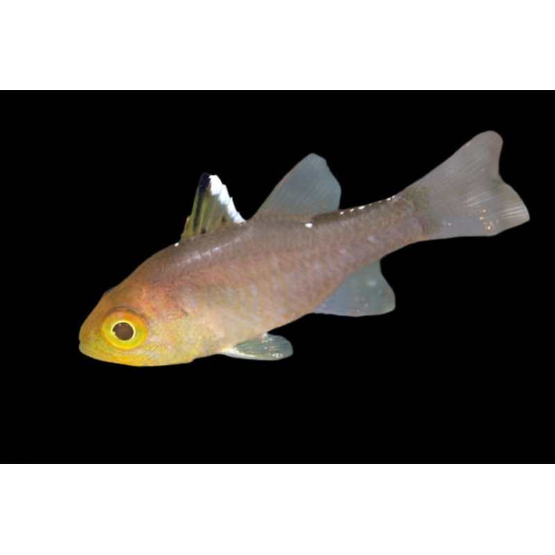 Frost Fin Cardinal Apogon Hoevenii