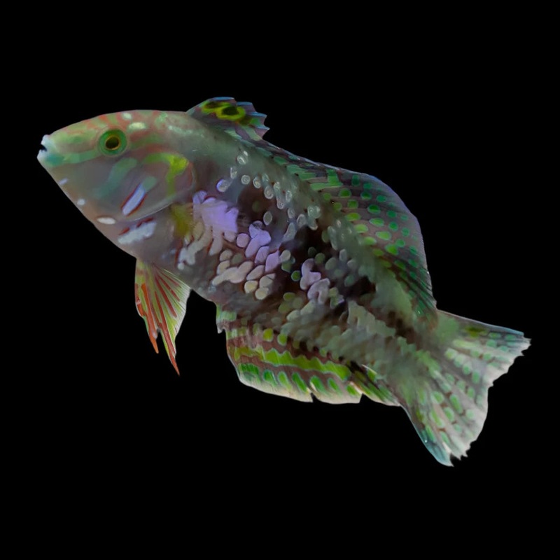 Golden Nugget Wrasse (xenojulis margaritaceus)