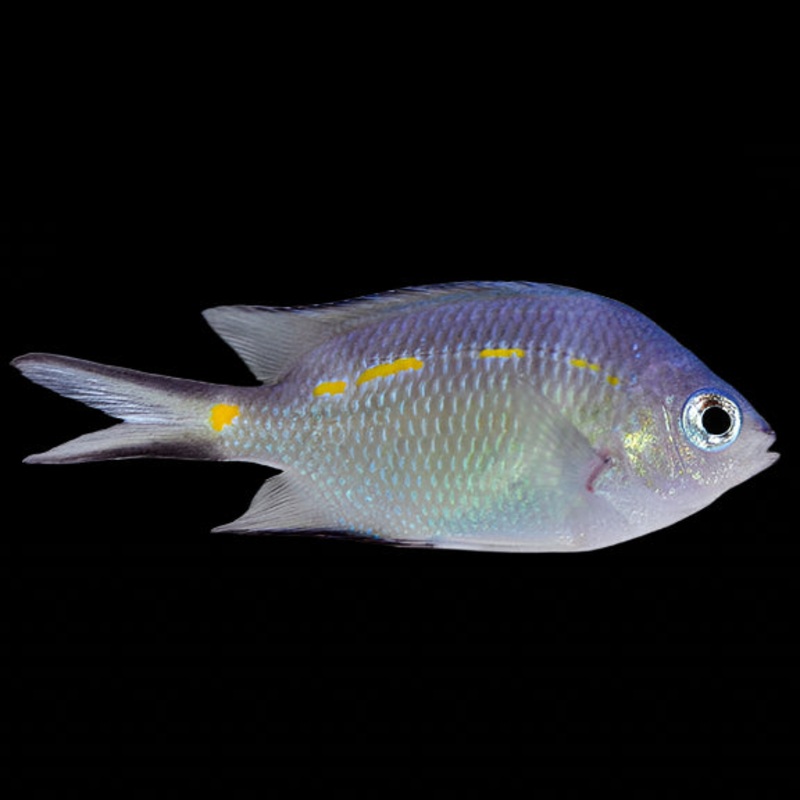 Orange line Chromis (Acanthochromis polyacannthus)