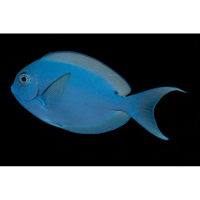 Palani Tang