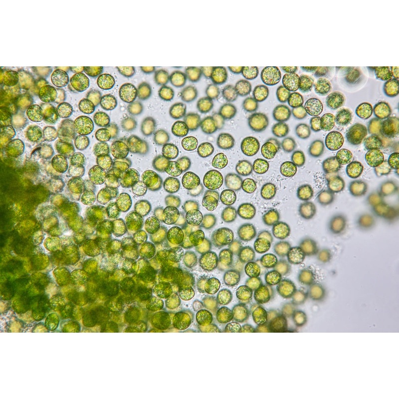 PhytoPlankton Phyto  2