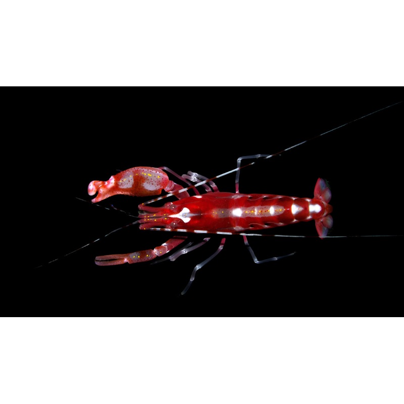 Pistol Shrimp Alpheus Armathus