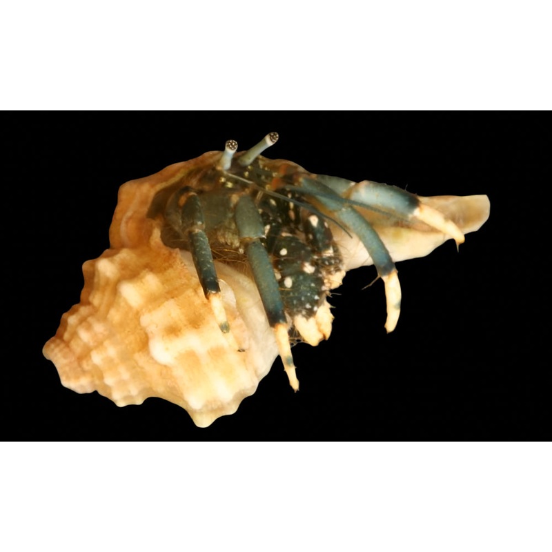 Yellow-footed Hermit Crab ( Clibanarius virescens )