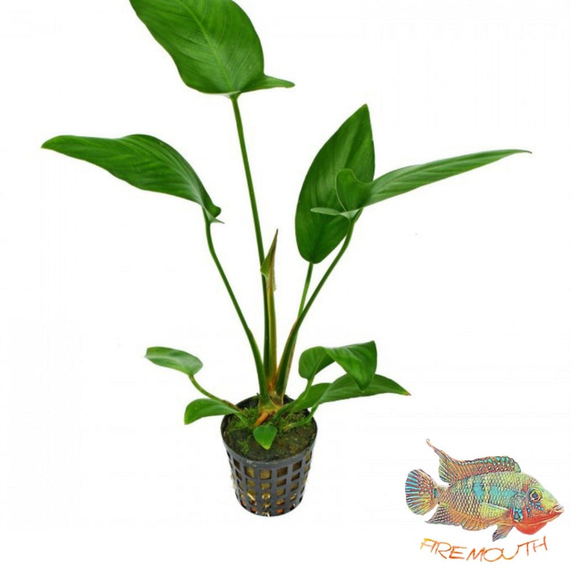 Anubia Hastifolias | planta para acuario
