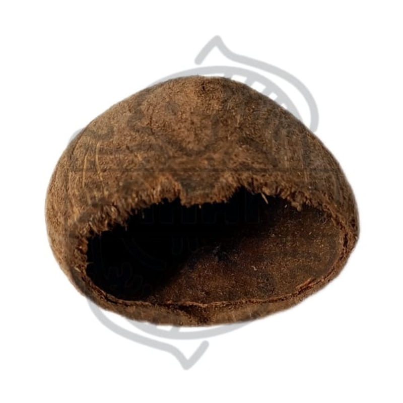 Cscara de toddy palm ( mangrove pod )