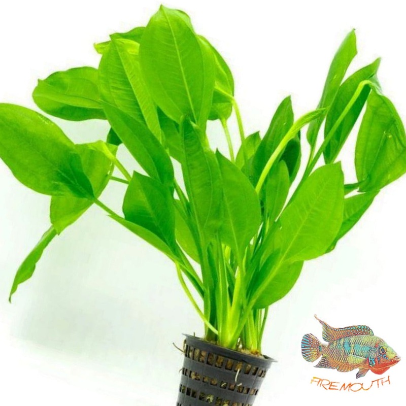 Echinodorus Bleheri | planta para acuario