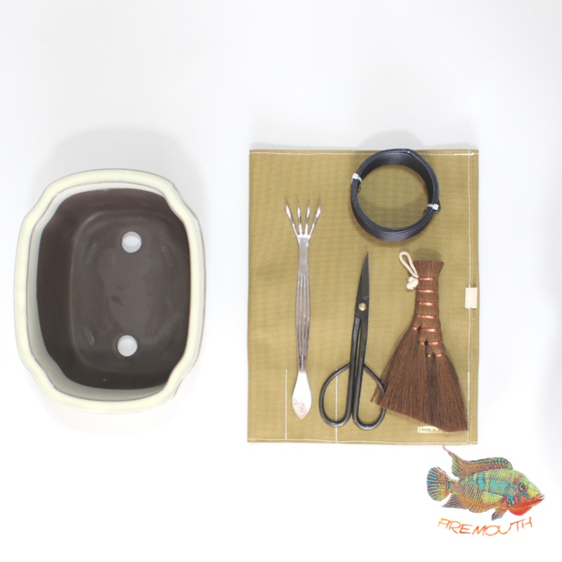 Kit japons de inicio al bonsai