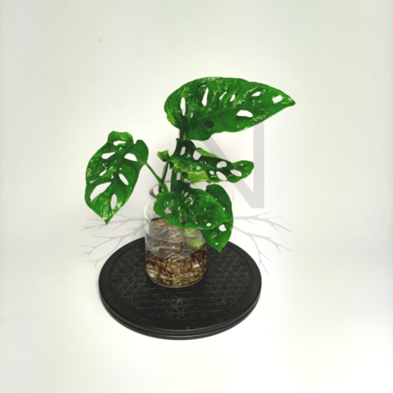 Monstera Monkey Mask mini | Plantas