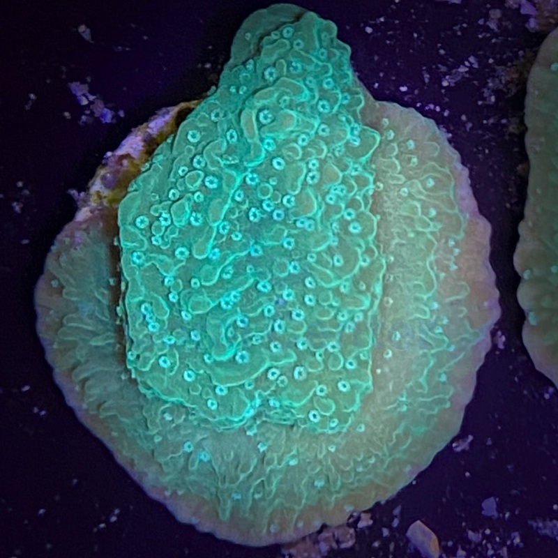 Montipora Capricornis Plato verde - Coral SPS