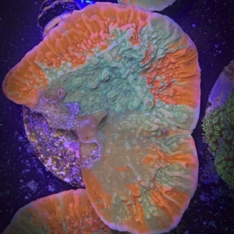 Montipora Foliosa Grafted - Coral SPS