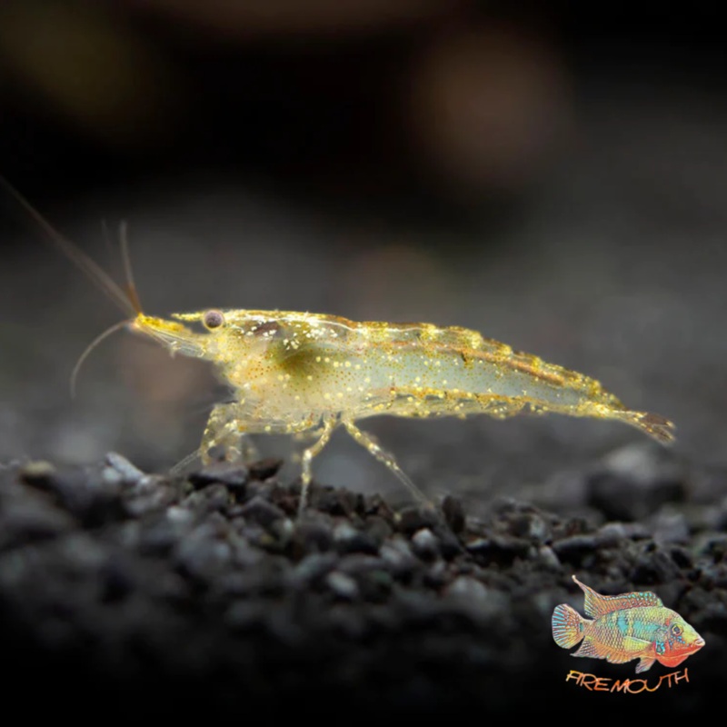 Neocaridina Davidi Wild