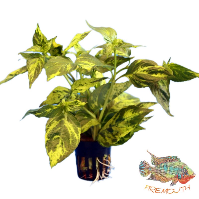 Nomaphila Variegada | planta para acuario