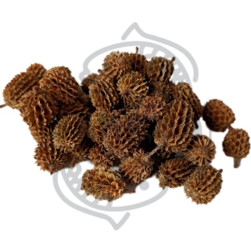 Pia de casuarina