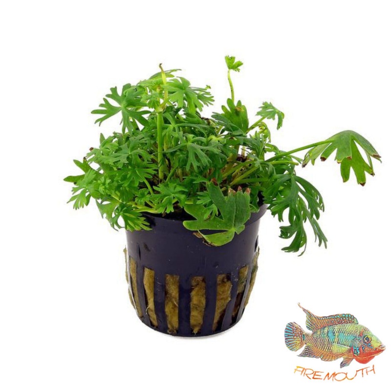Ranunculus | planta para acuario