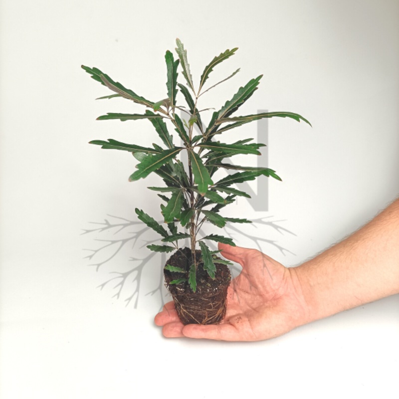 Schefflera elegantissima mini