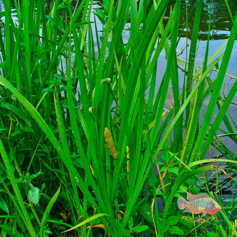 Acorus Calamus | planta de estanque