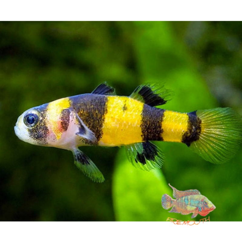 Brachygobius doriae - gobio abeja / avispa | peces de agua dulce