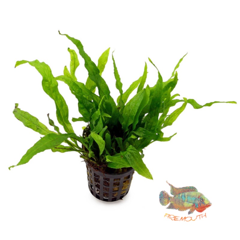 Helecho de Java Microsorum Mini | planta para acuario