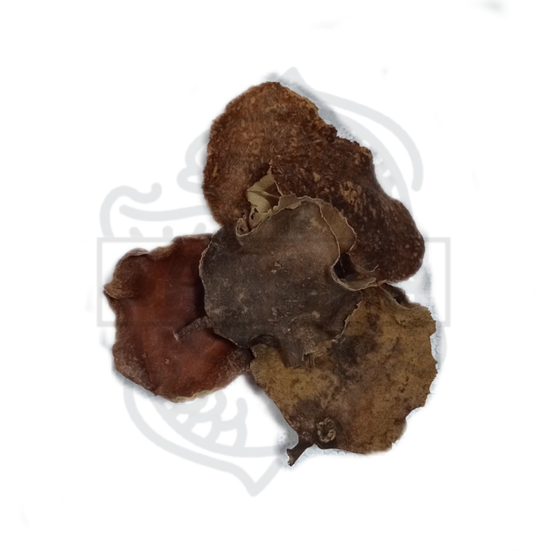 Jacaranda Pod - pack de 5 unidades