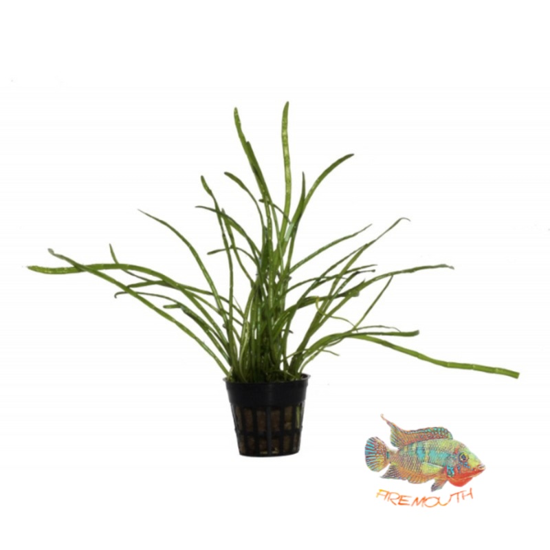 Lilaeopsis macloviana | planta para acuario