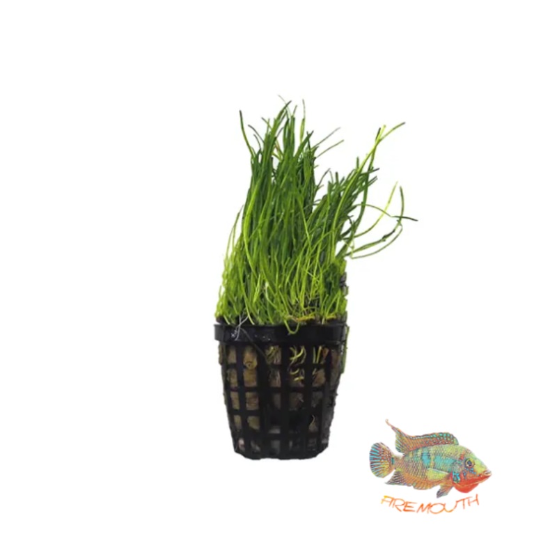 Lilaeopsis Nueva Zelanda (Novae Zelandiae) | planta para acuario