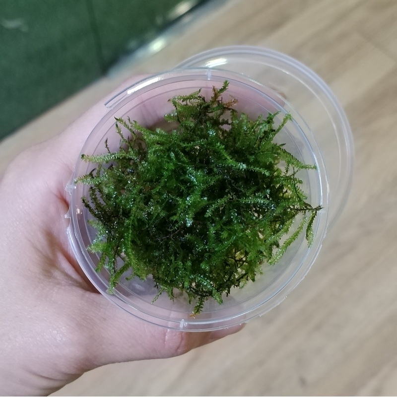 Musgo Llorn Versicularia "ferriei"