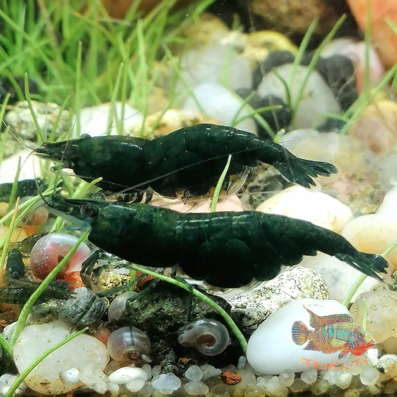 Neocaridina Davidi Green jade