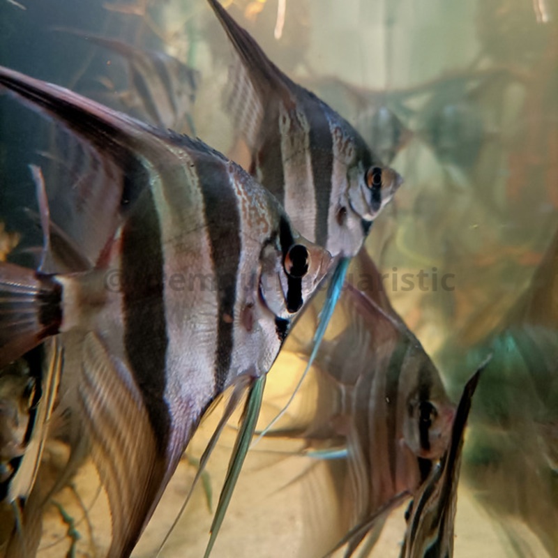 Pez altum criado en cautividad en Europa | peces de agua dulce
