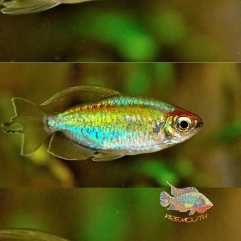 Phenacogrammus interruptus | Peces de agua dulce