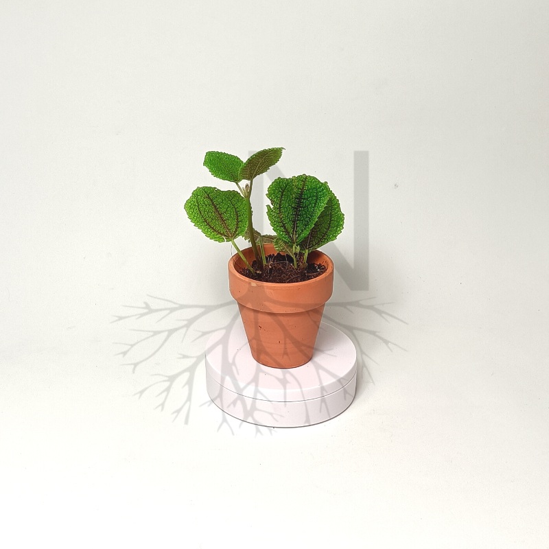 Pilea Moon Valley Mini