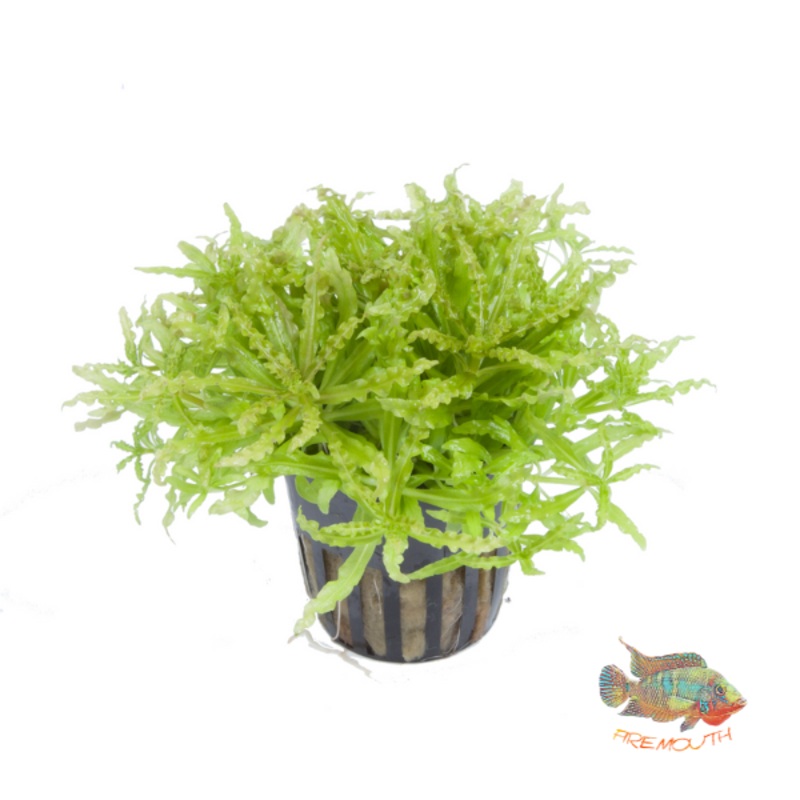 Pogostemon helferi | planta de acuario