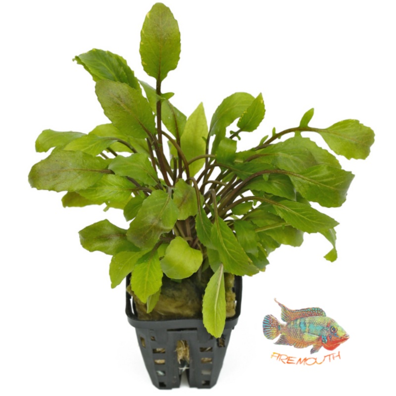 Rorippa planta | planta para acuario