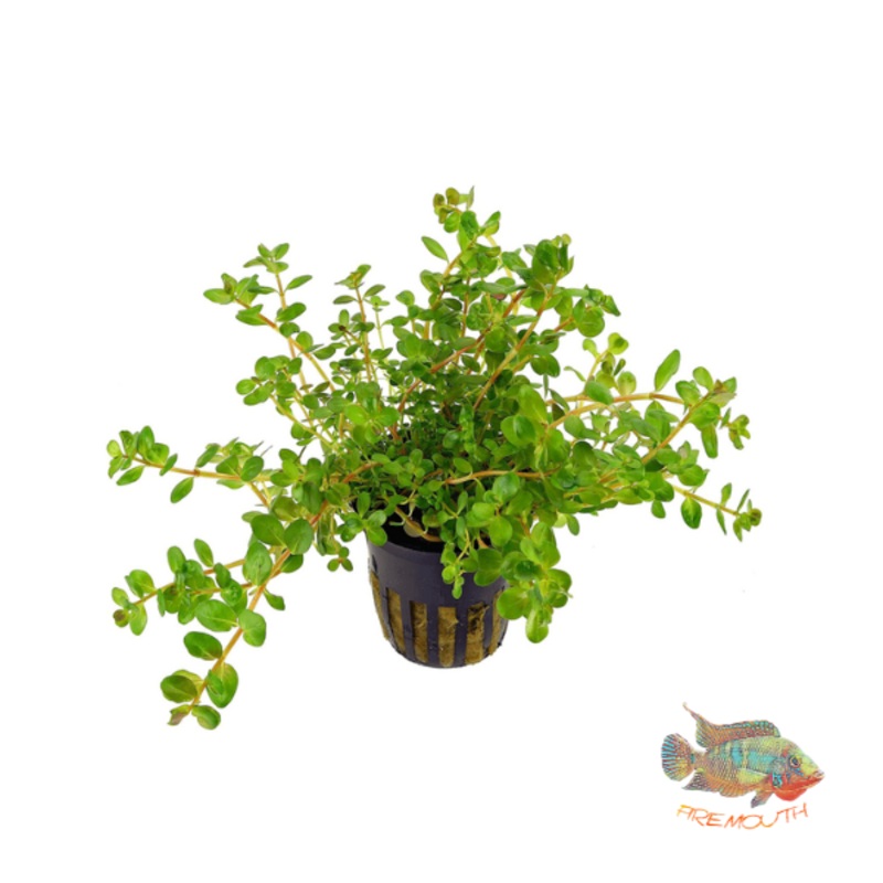 Rotala rotundifolia | planta para acuario