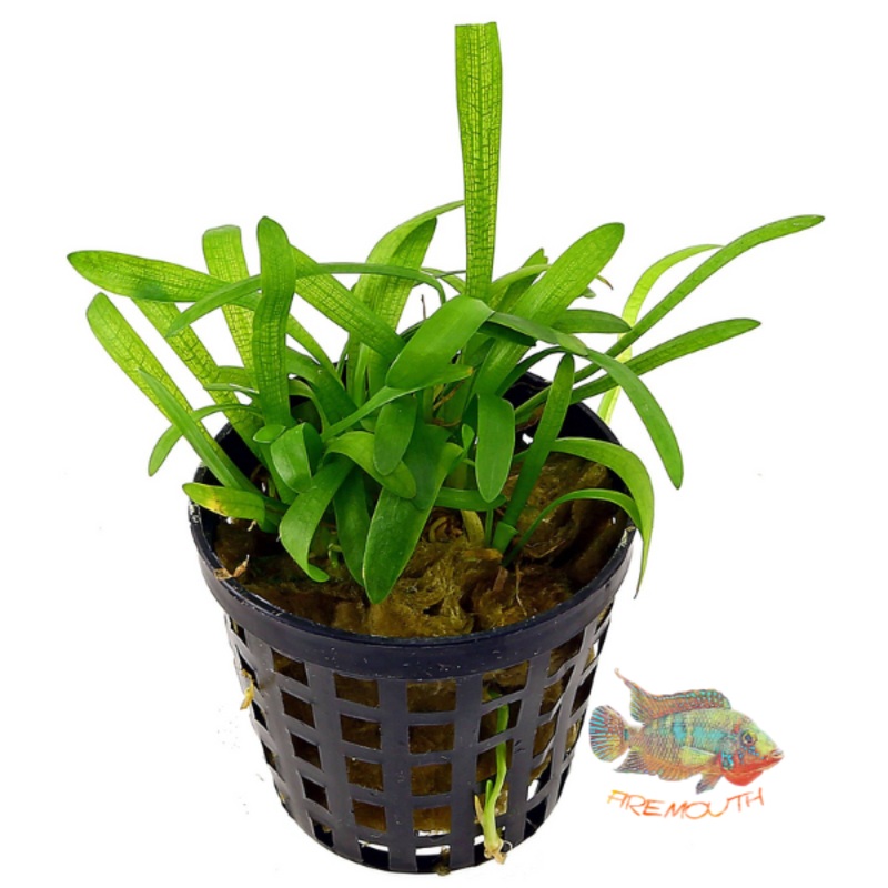 Sagittaria subulata | planta para acuario
