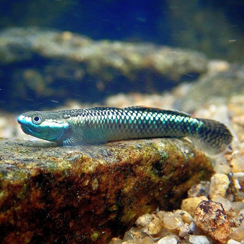Stiphodon atropurpureus